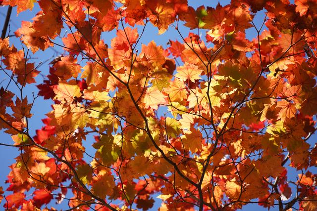 20211018-113mm_iso100_f28_ss1000