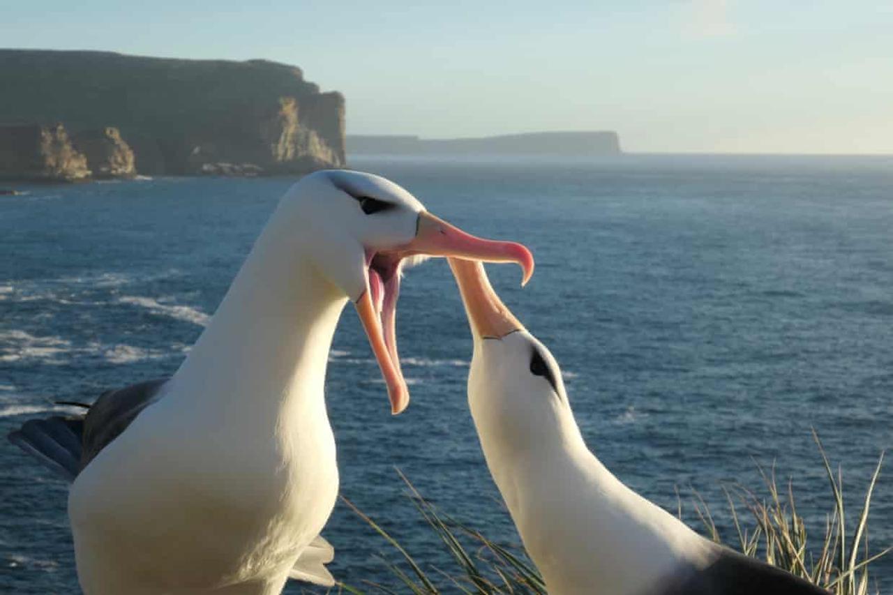 温暖化のせいでおしどり夫婦で有名なアホウドリの離婚率が上昇中 オス同士のカップルも出現 ギズモード ジャパン 温暖化のせいでおしどり夫婦で有名なアホウドリの離婚率が上昇中 オス同士のカップルも出現 ギズモード ジャパン