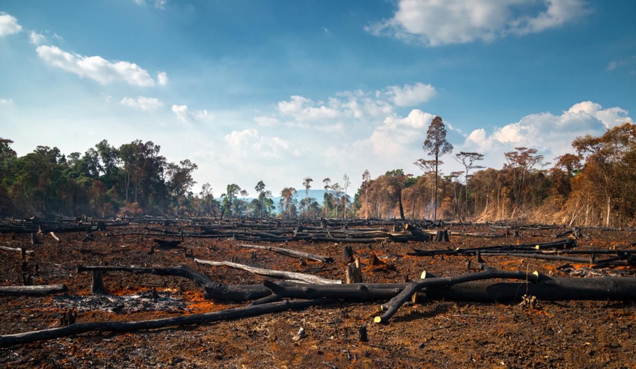 エコなファッション素材、ビスコースレーヨンがインドネシアの熱帯雨林を破壊しまくり