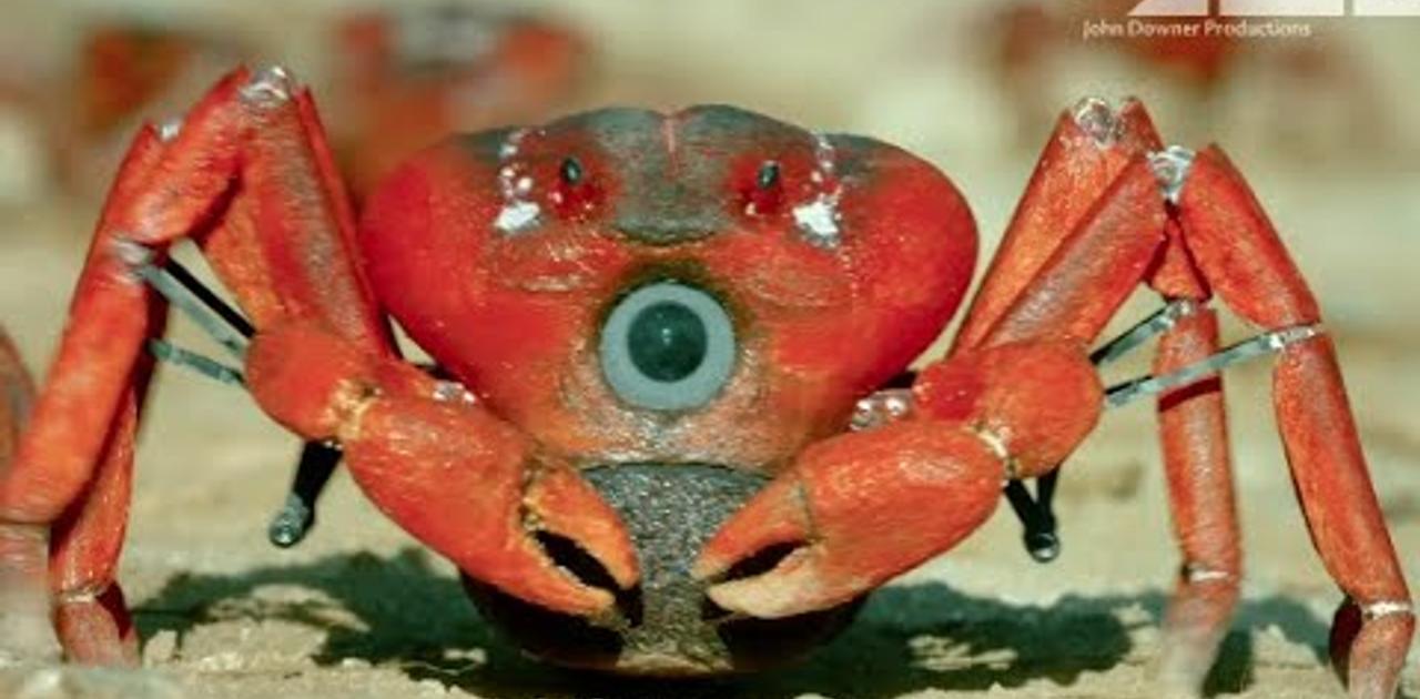 横歩きで大自然に迫る カニ型ロボットにカメラを仕込み4千万匹の大移動を撮影 ギズモード ジャパン