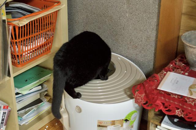 好きなだけ砂かけして！ 上から入るトイレで猫も飼い主もストレスフリーになった | ギズモード・ジャパン