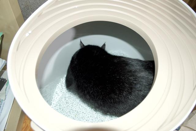 好きなだけ砂かけして！ 上から入るトイレで猫も飼い主もストレスフリーになった | ギズモード・ジャパン