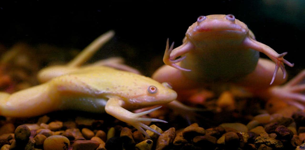 切断したカエルの脚 ミックス薬品で生え替わりに成功 ギズモード ジャパン