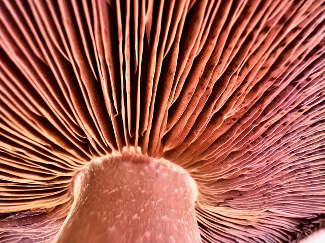 Apple_Shot-on-iphone-macro-challenge_Mushroom