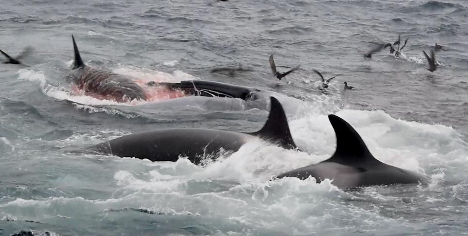 シャチがシロナガスクジラの成獣を捕食、初の目撃例 | ギズモード