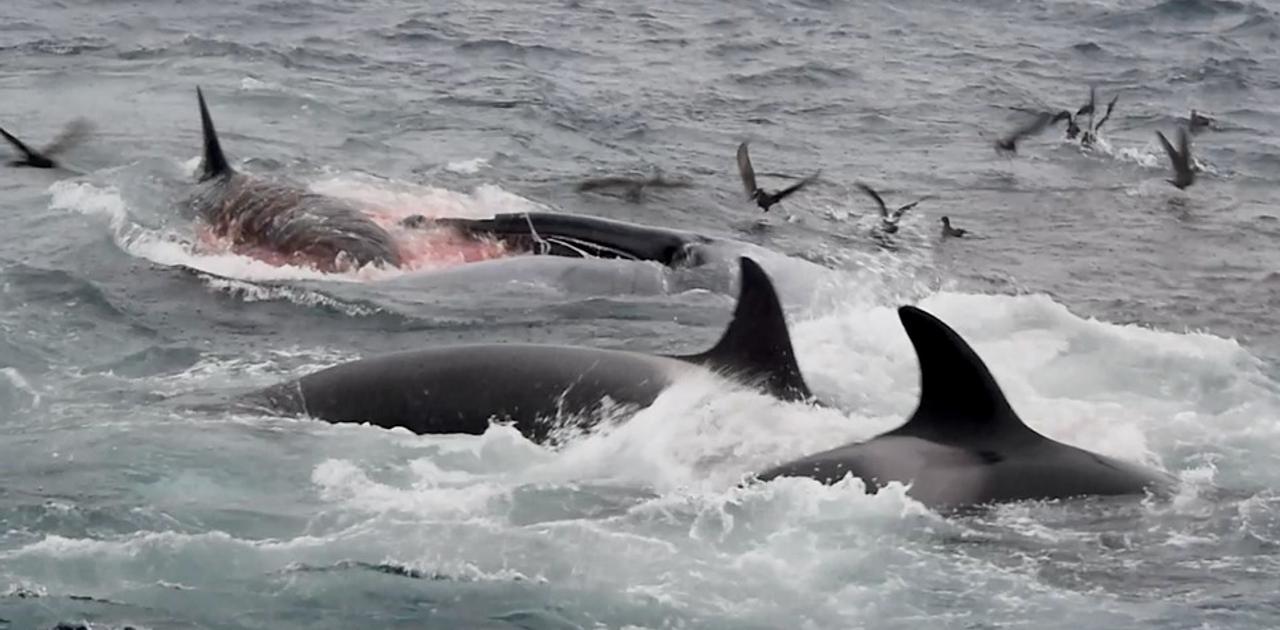 世界初 シャチがホオジロザメを捕食する映像 閲覧注意 ギズモード ジャパン