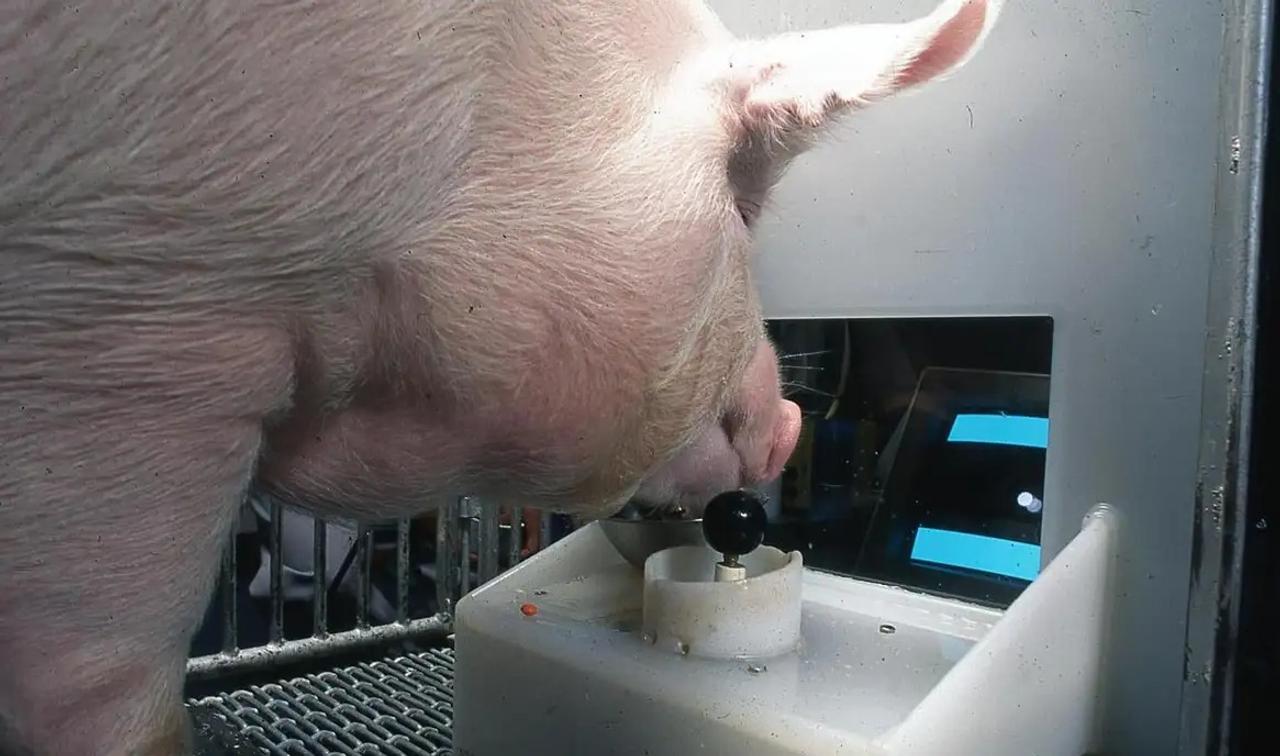 意外かも？ 実は道具を使う生き物たち