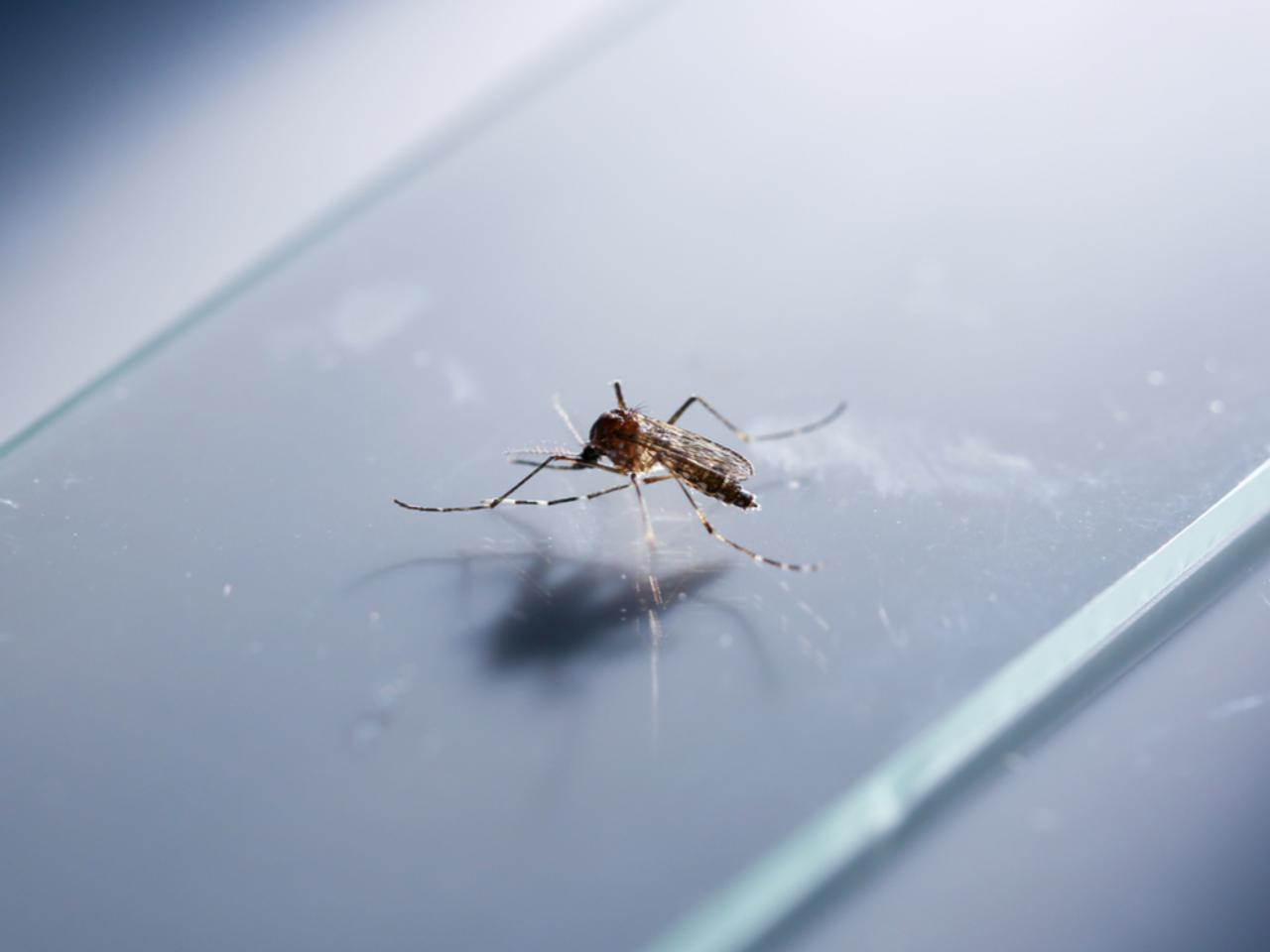 遺伝子組み換え蚊20億匹が野に放たれる。米環境庁がGOサイン