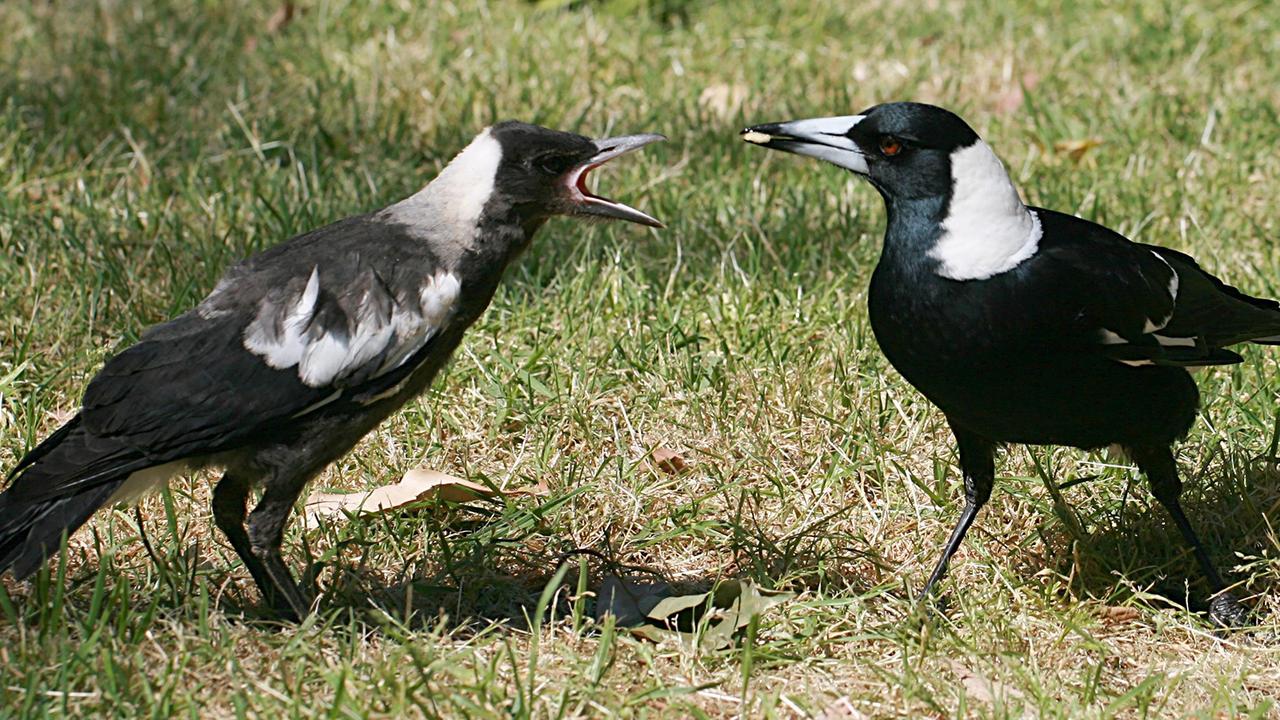 研究者｢最新のトラッキング装置を取り付けたぞ！｣ 鳥｢こんなのやだ！取っちゃえ〜！｣