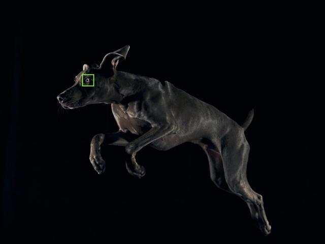 Xperia1IV_Real_time_Eye_AF_animal
