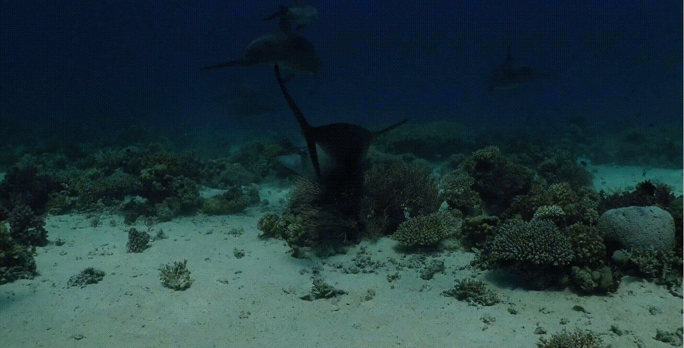 220523_dolphin