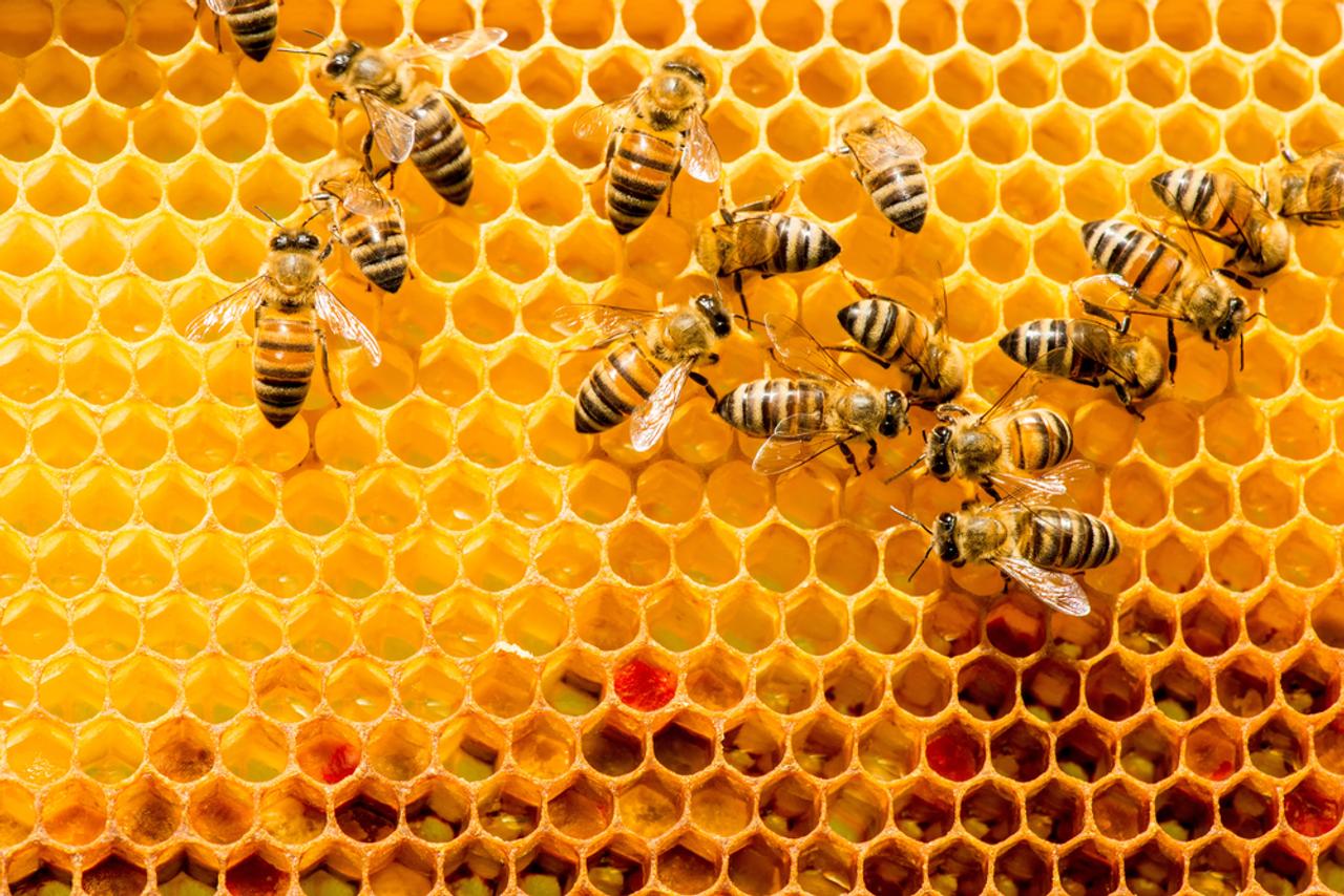 苦肉の策。絶滅しそうなミツバチを守るため、ミツバチを“魚”扱いにする