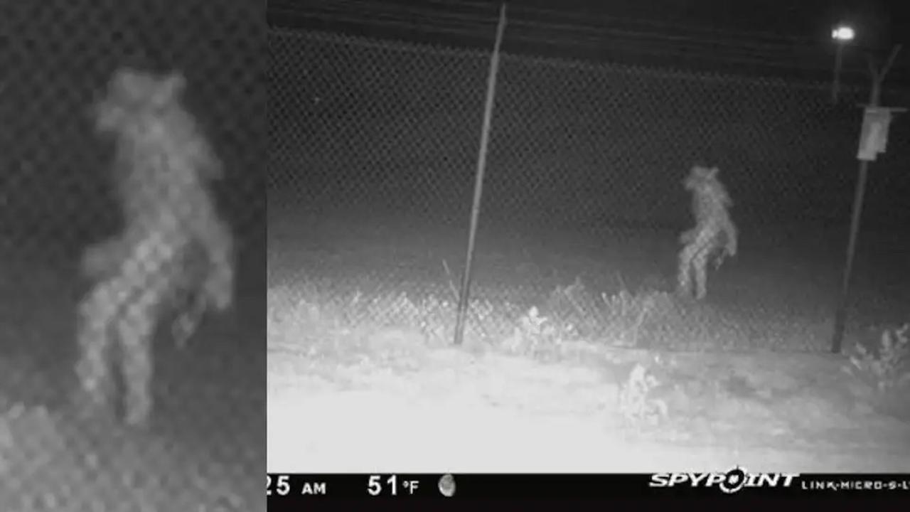 人間？ UMA？ アマリロ動物園の監視カメラに映り込んだこの生き物、その正体は？