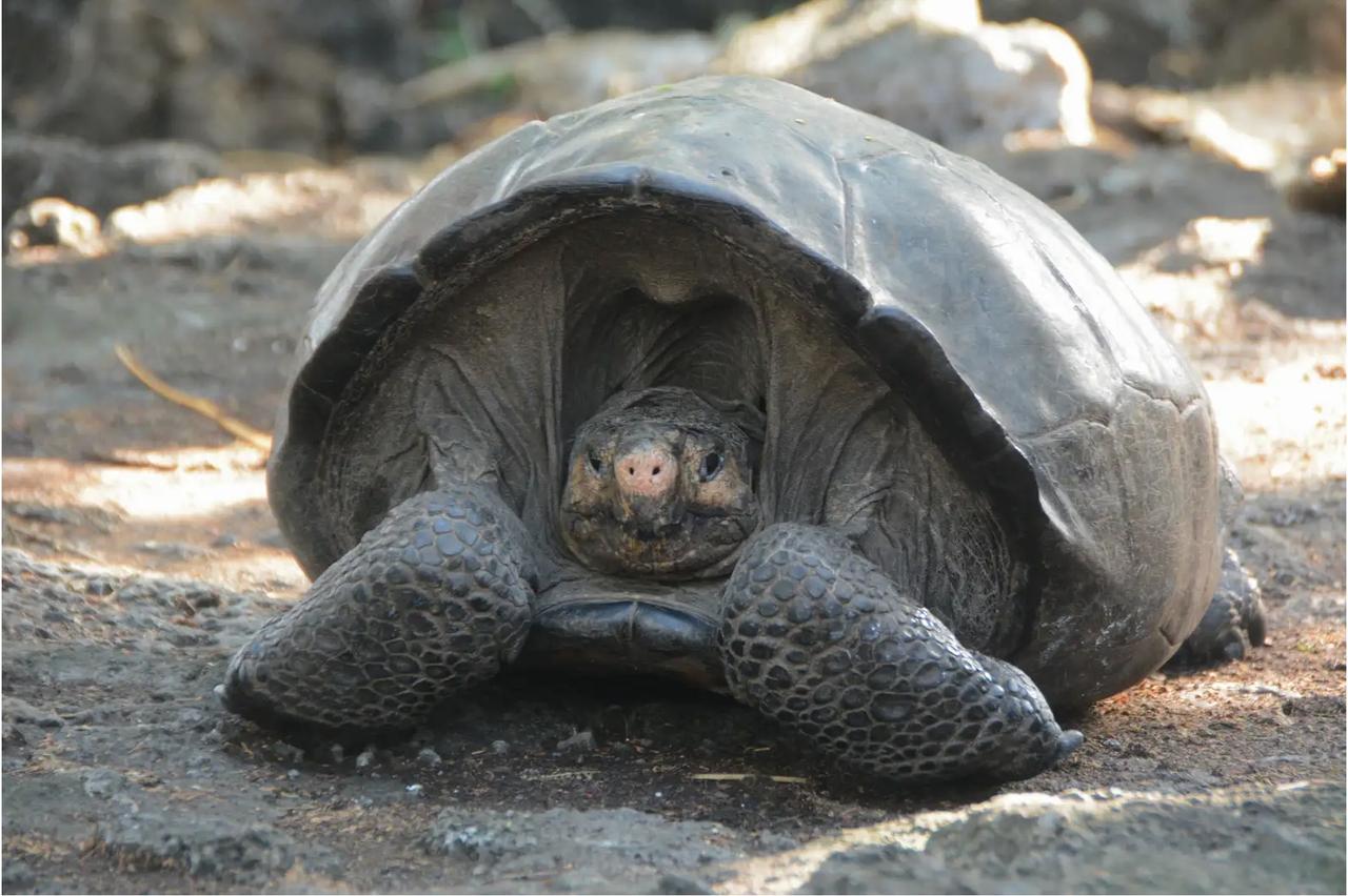 ガラパゴス諸島で発見されたゾウガメのフェルナンダ じつは絶滅動物の生き残りだった説 ギズモード ジャパン