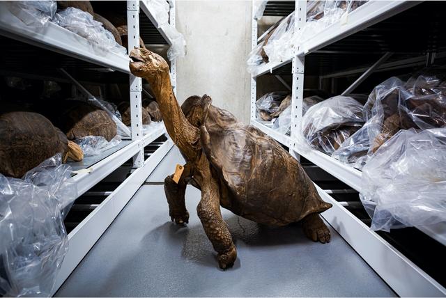 220614ExtinctGiantTortoise2