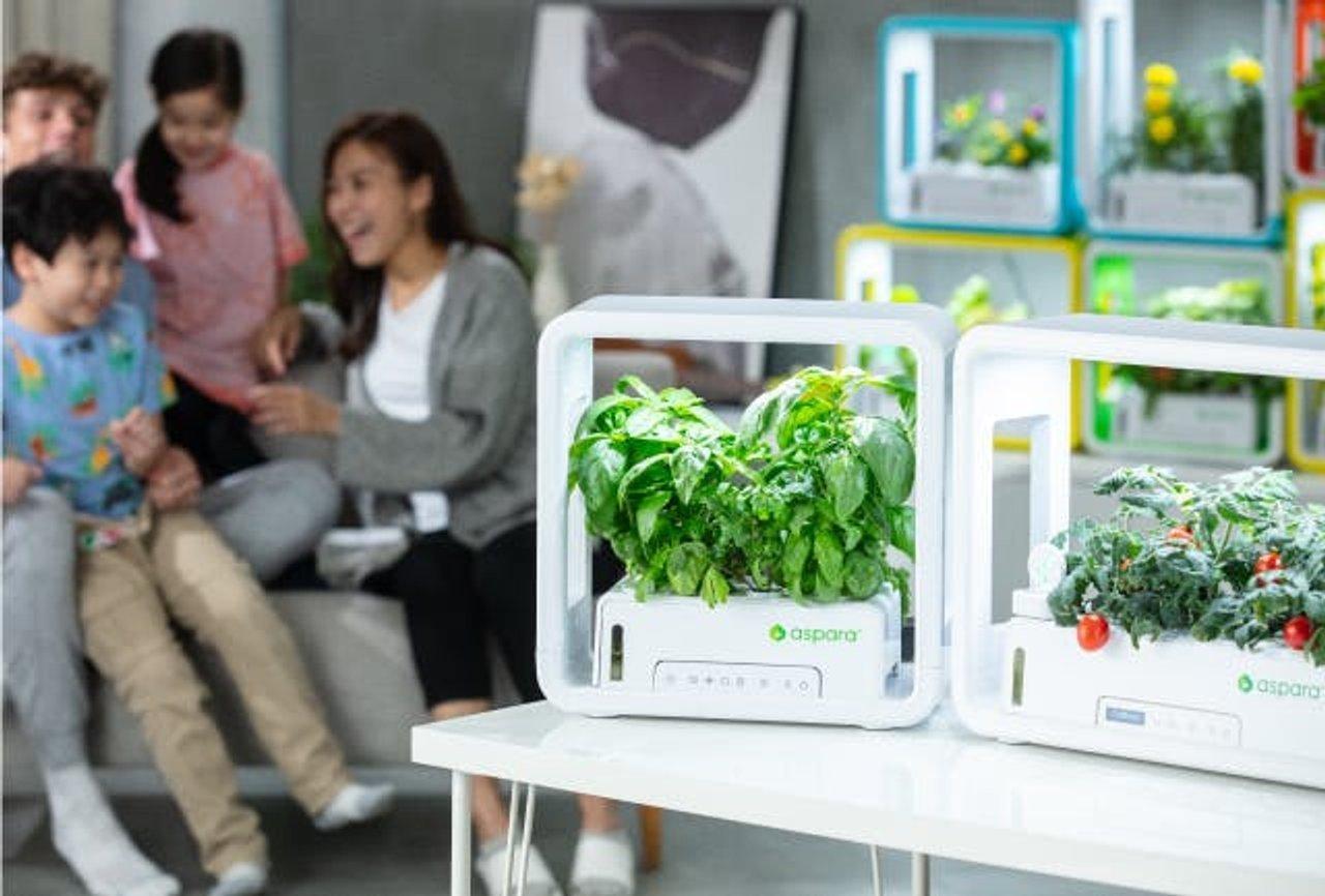 リビングで家庭菜園ができる全自動水耕栽培キット、終了間近 