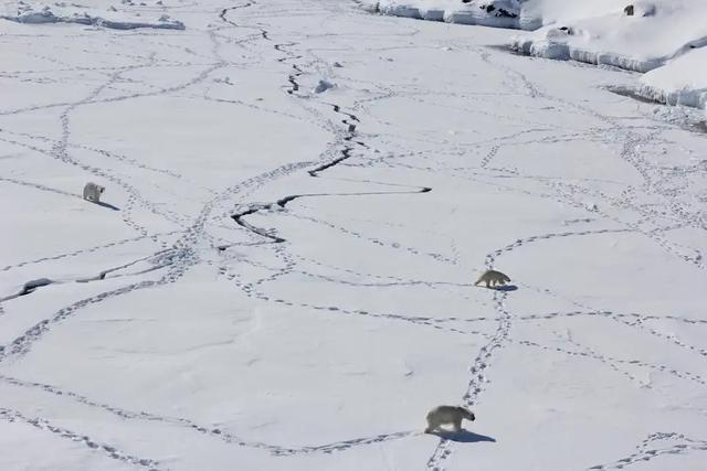 Strange Isolated Group of Polar Bears Discovered in Greenland_02_Middle