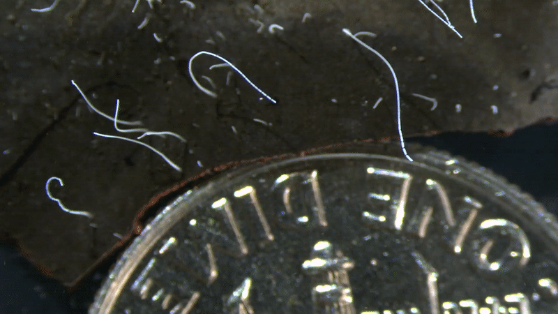 人間ならエベレストくらいの身長の巨大バクテリアが発見される