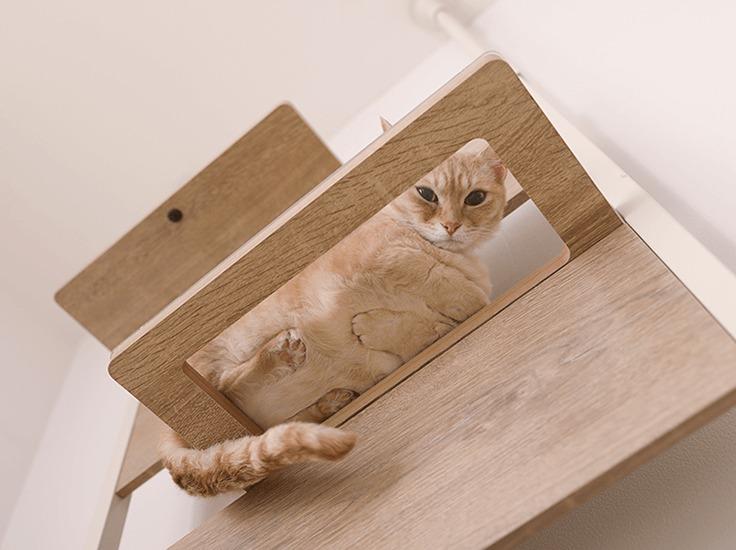 おなかも肉球も丸見えです！ 透明なキャットステップで愛猫を360度