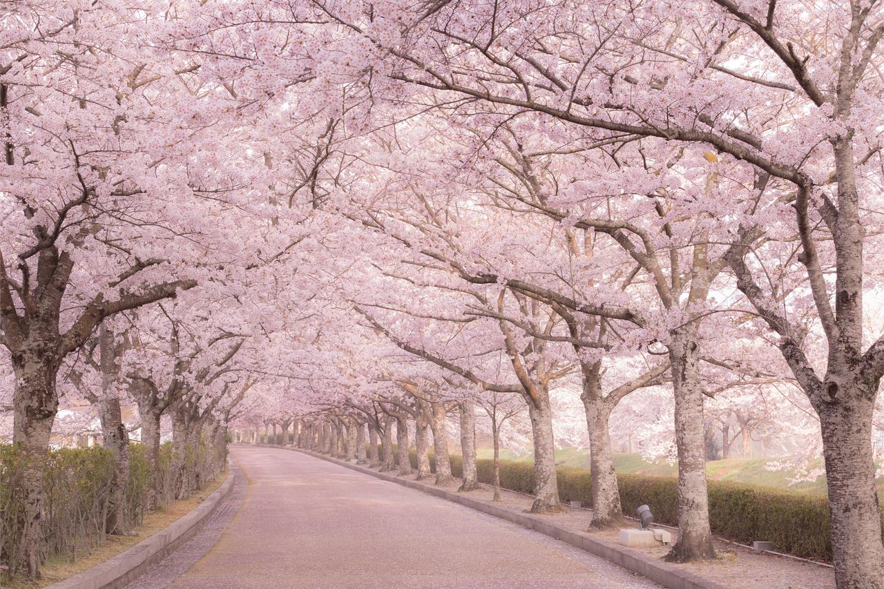 温暖化で京都の桜の満開時期が早まっている。このままだと咲かなくなる？