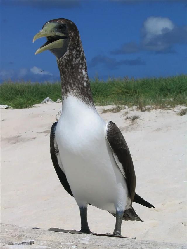 210729_birdsaredinos_brownbooby