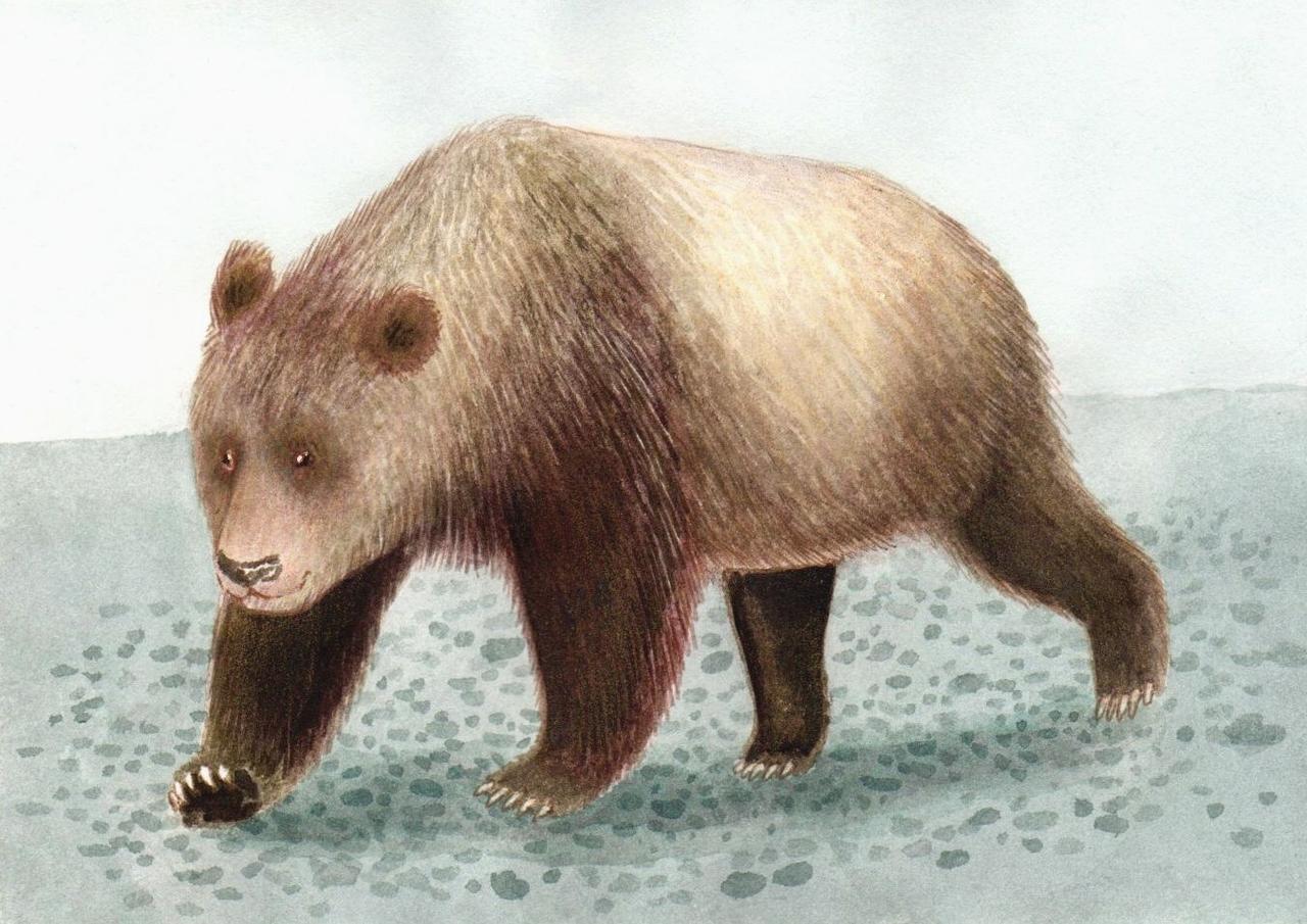 ずっと博物館にあった化石、ヨーロッパ最後の絶滅したパンダだと判明