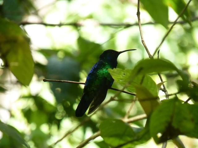 220816bird2