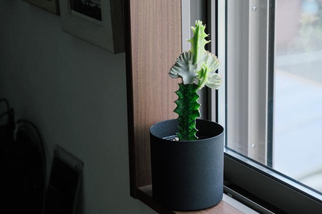 220816succulentplant_02