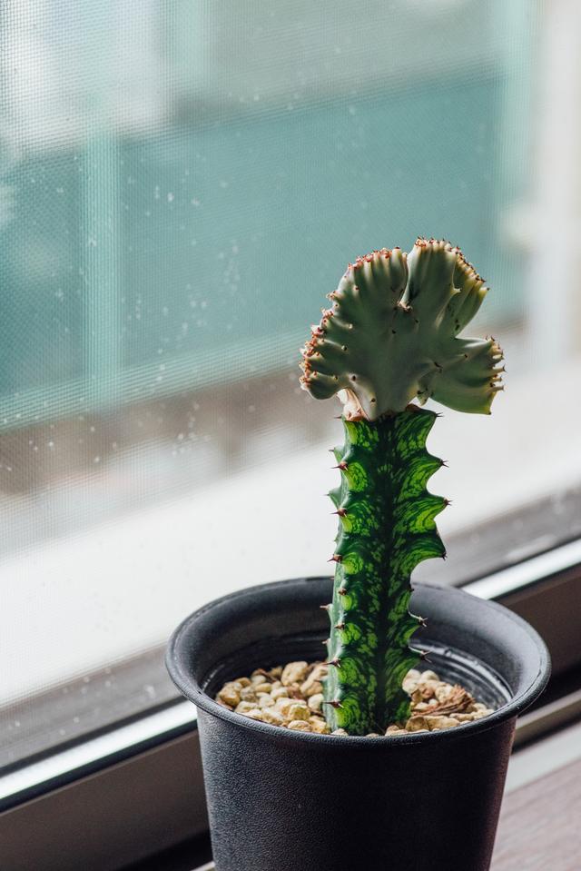 220816succulentplant_03