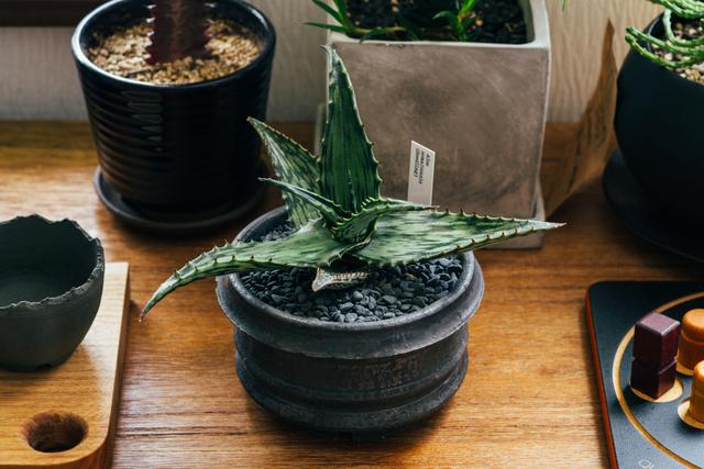 220816succulentplant_04