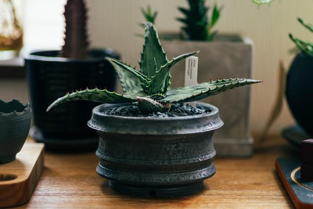 220816succulentplant_05