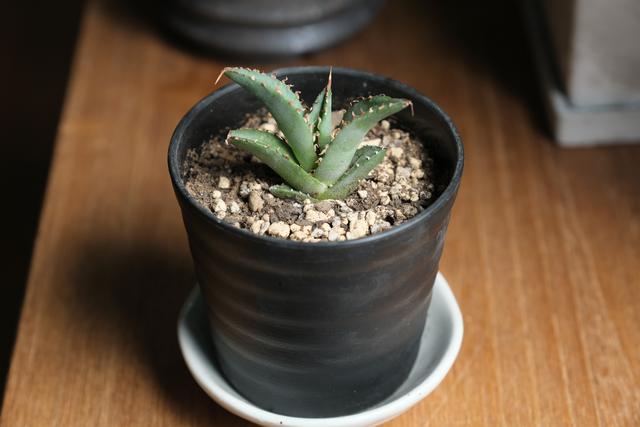 220816succulentplant_06