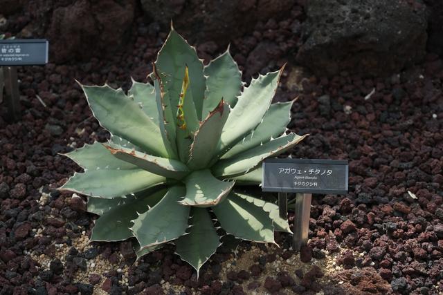 220816succulentplant_08