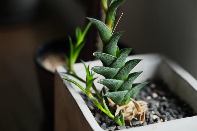 220816succulentplant_09