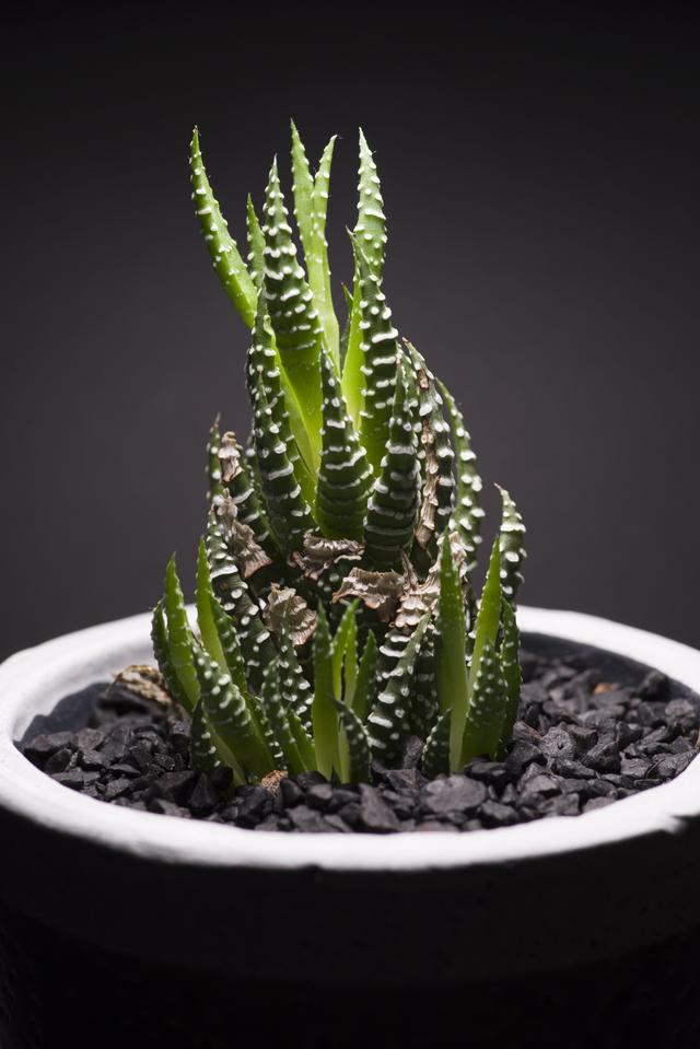 220816succulentplant_10