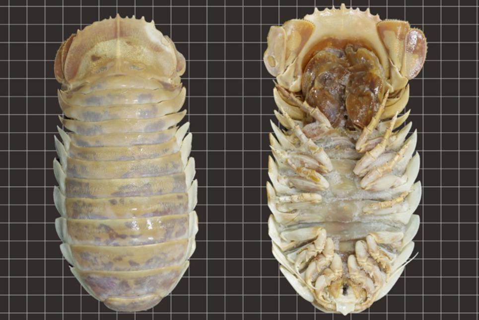 メキシコ湾で新種のオオグソクムシが見つかる | ギズモード・ジャパン