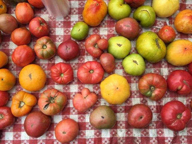 151002iphone6s_camera_no_longer_the_king_b_tomatoes