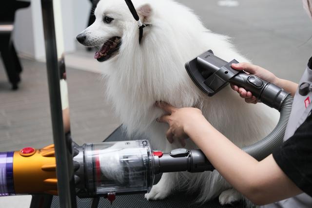220825dysonpet_01