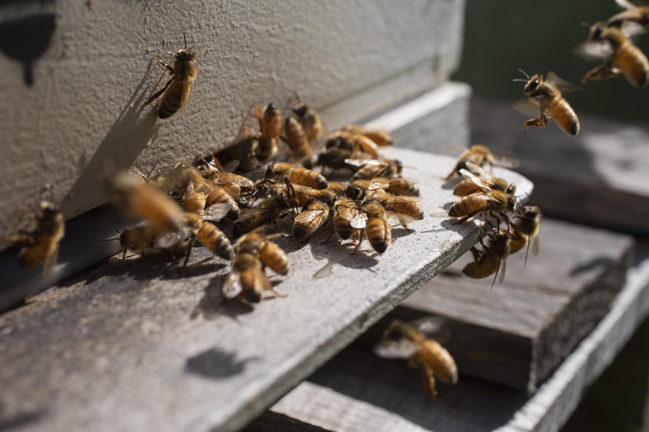 立ち退き勧告された女性、警官に蜂の大群を解き放つ