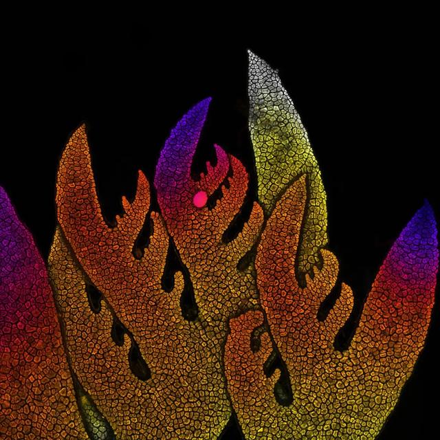 221024Microscopic6