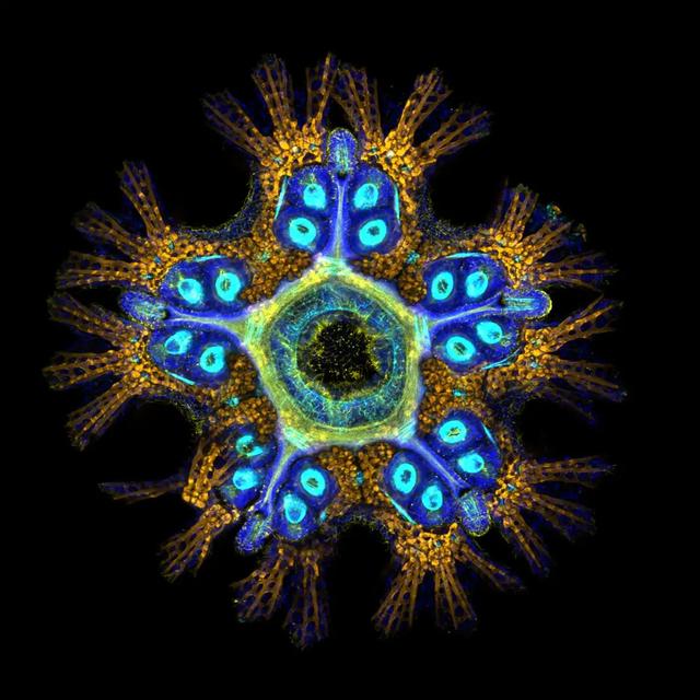 221024Microscopic7