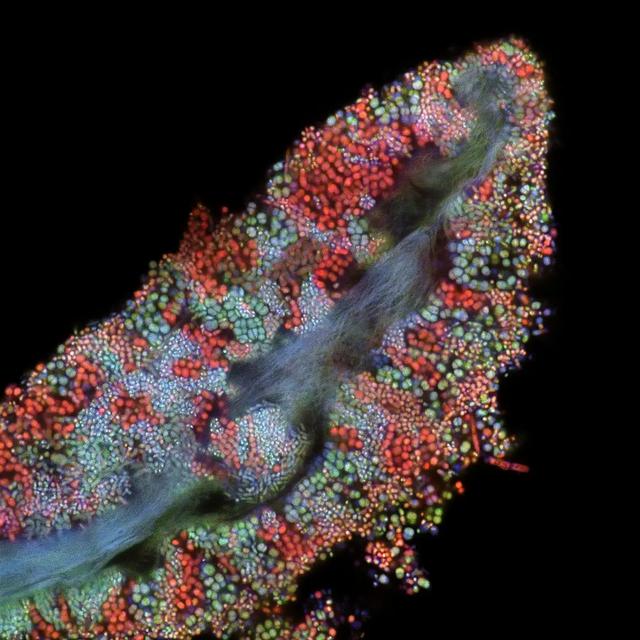 221024Microscopic9