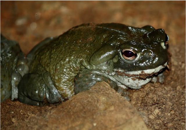 221108DontLicktheDMTToads2