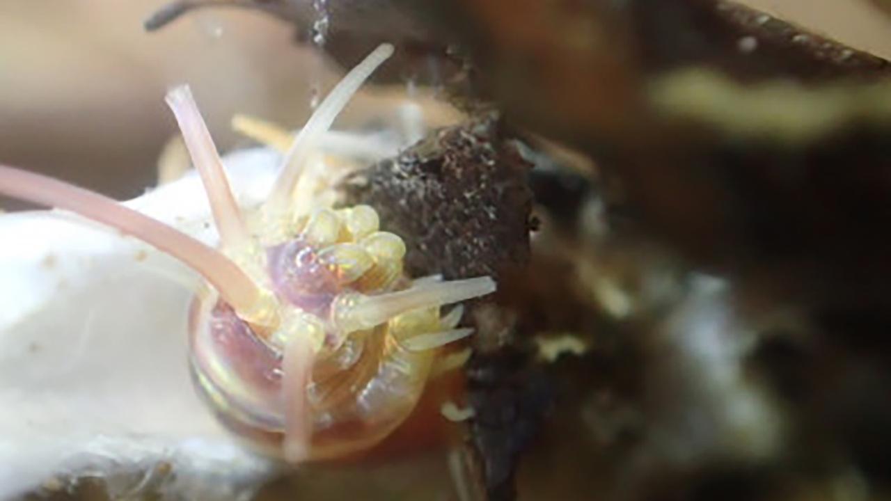 ｢なんてかわいい多毛類なんだ｣京大のプレスリリースで深海に生息するクシエライソメを激推しする研究者コメントがかわいい