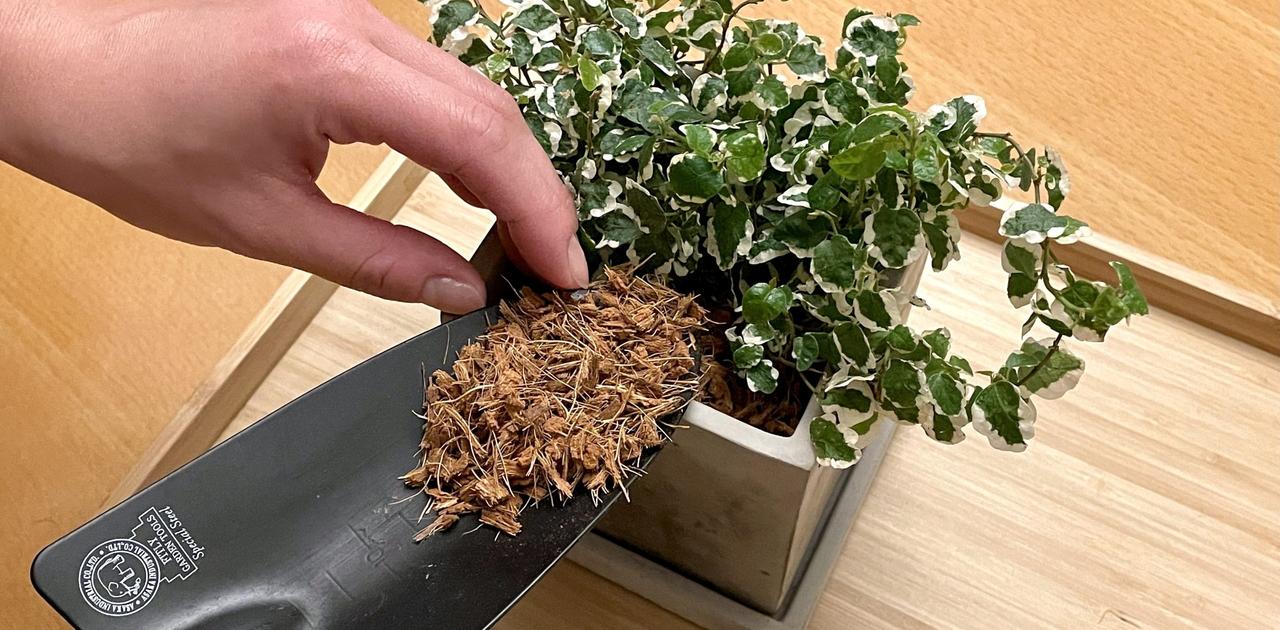 部屋で植物を育てるときには 土の代用チップ が大正解だった コバエや根腐れ問題からも解消されそうだな ギズモード ジャパン