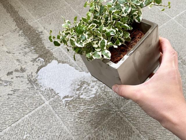 部屋で植物を育てるときには 土の代用チップ が大正解だった コバエや根腐れ問題からも解消されそうだな ギズモード ジャパン