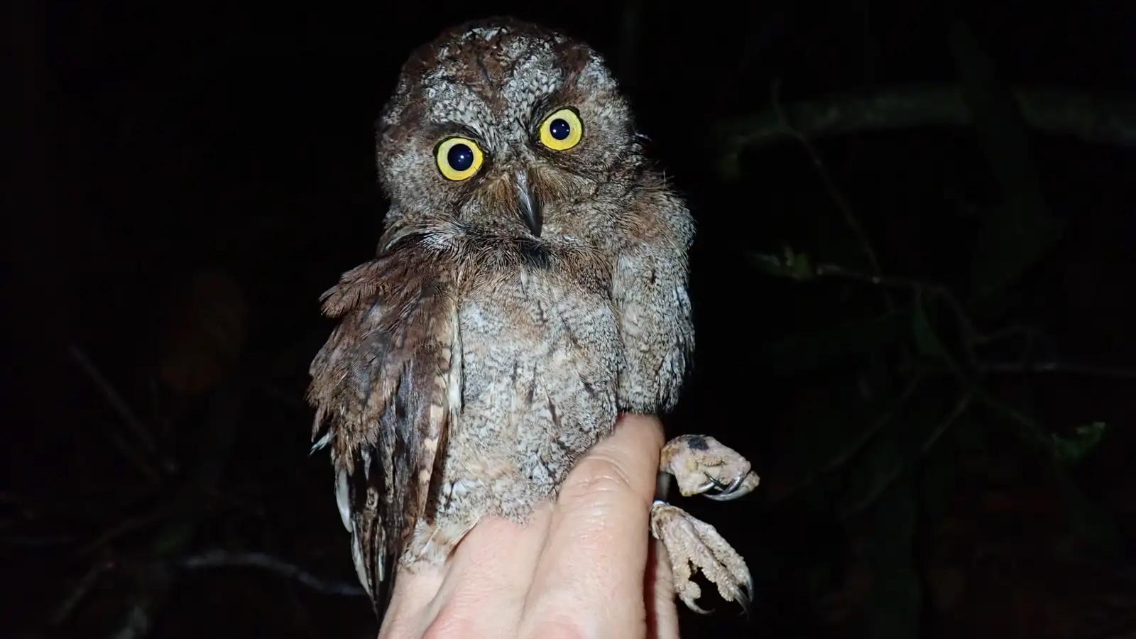 ★昆虫標本★【パプアオオコノハギス】Siliquofera grandis 1点もの【昆虫標本】オオコノハギス(特大キリギシス) パプア