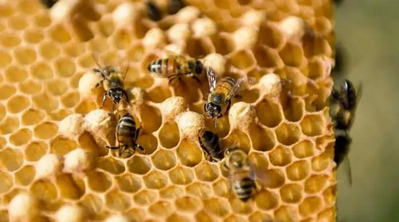 ミツバチの寿命、この40年で半分に縮まったらしい