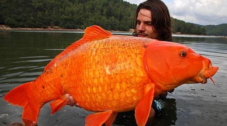 30kg!? 記録更新のドデカ金魚が釣り上げられる。だから金魚を放流しちゃダメなんだよね...