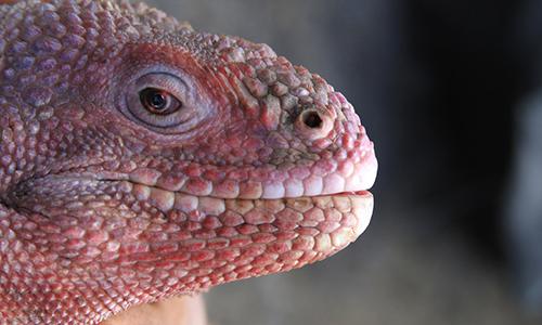 絶滅の危機に瀕しているガラパゴス諸島のピンクイグアナ、赤ちゃんが